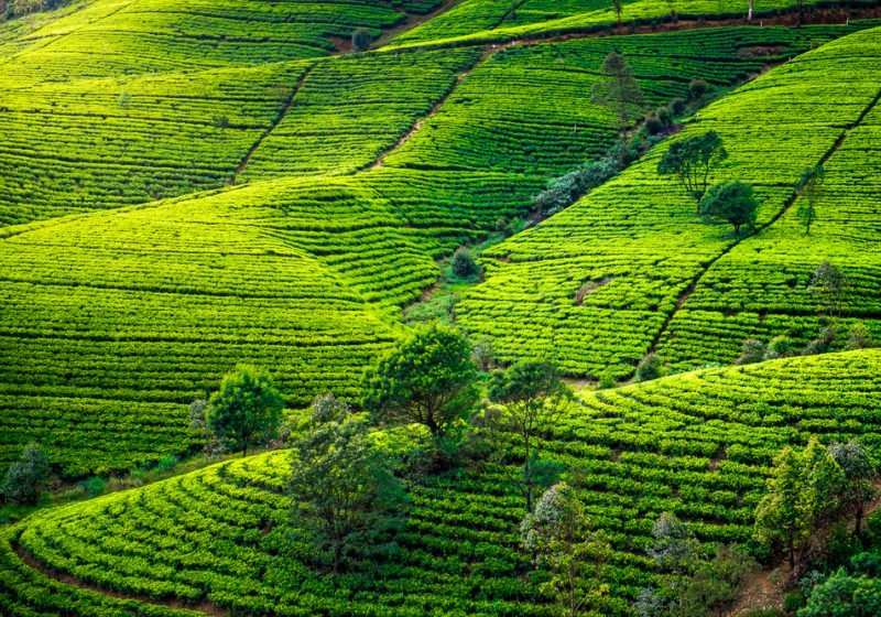 Nuwara Eliya