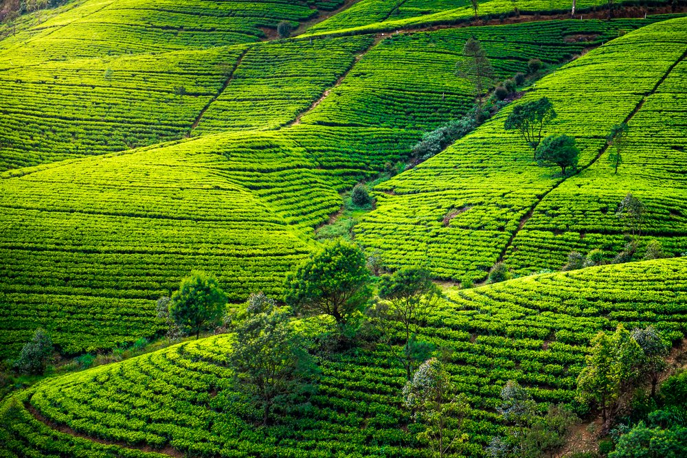 Ceylon Grand Journey — image 3