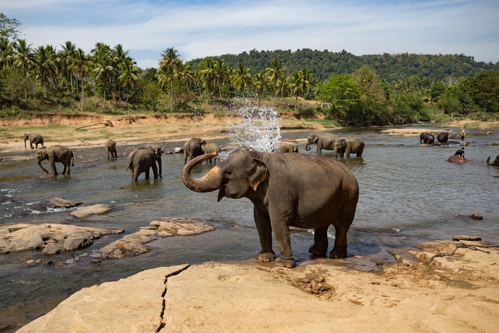 Ceylon Wild Horizons — image 4