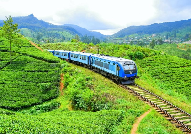 Tea Plantation Visits & Tastings