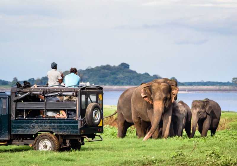 Wilpattu