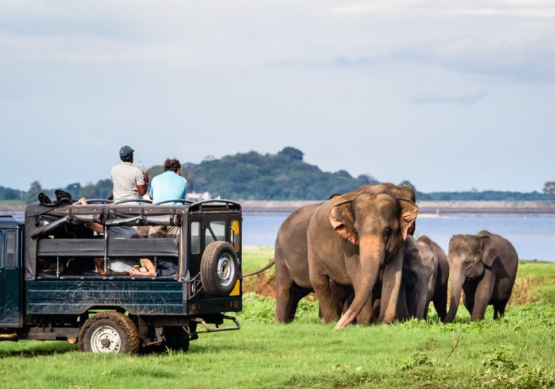 Wildlife Safaris in National Parks